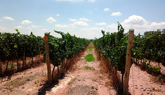 finca-10